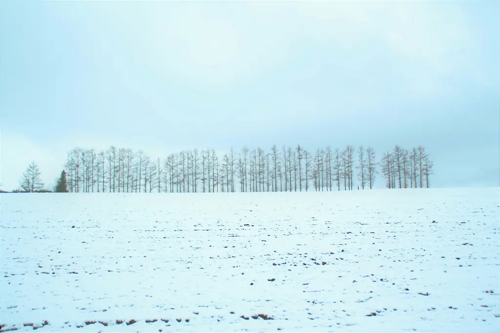 東京自由行攻略：台客必讀生存指南