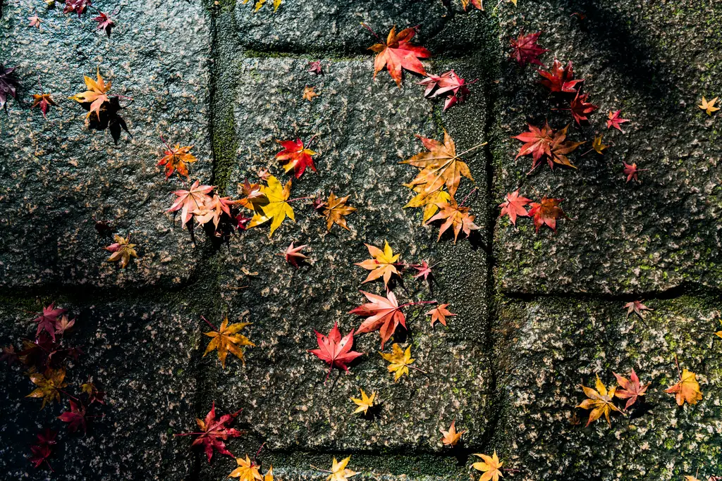 東京七天深度自由行：吃喝玩樂購物攻略大全