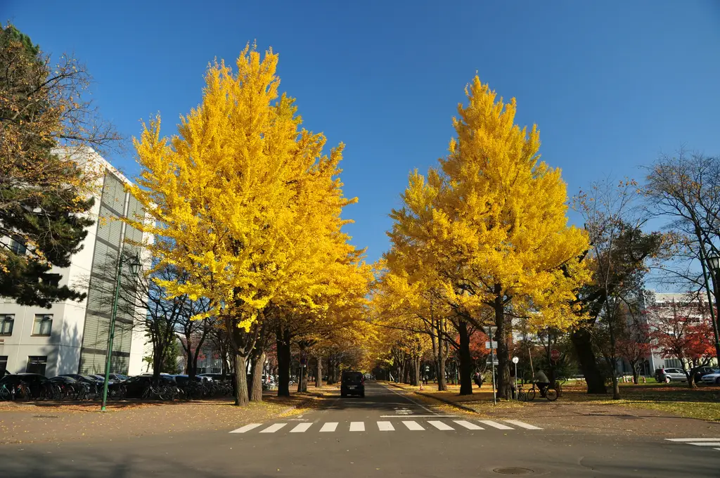 東京七日自由行：玩透日本首都的深度指南